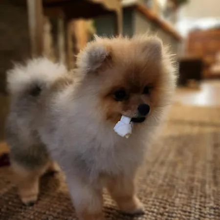 Дом отдыха Maison A Palais Sur A Cote Du Сен-Пале-сюр-Мер